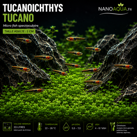 TETRA TUCANO / TUCANOICHTHYS TUCANO
