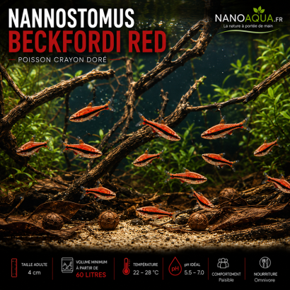 NANNOSTOMUS BECKFORDI RED / POISSON CRAYON DORE