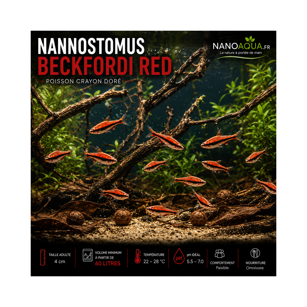NANNOSTOMUS BECKFORDI RED / POISSON CRAYON DORE