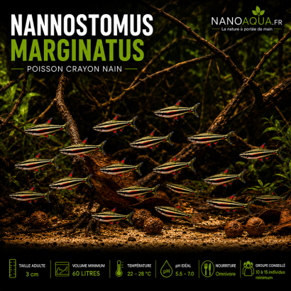 NANNOSTOMUS MARGINATUS / POISSON CRAYON NAIN
