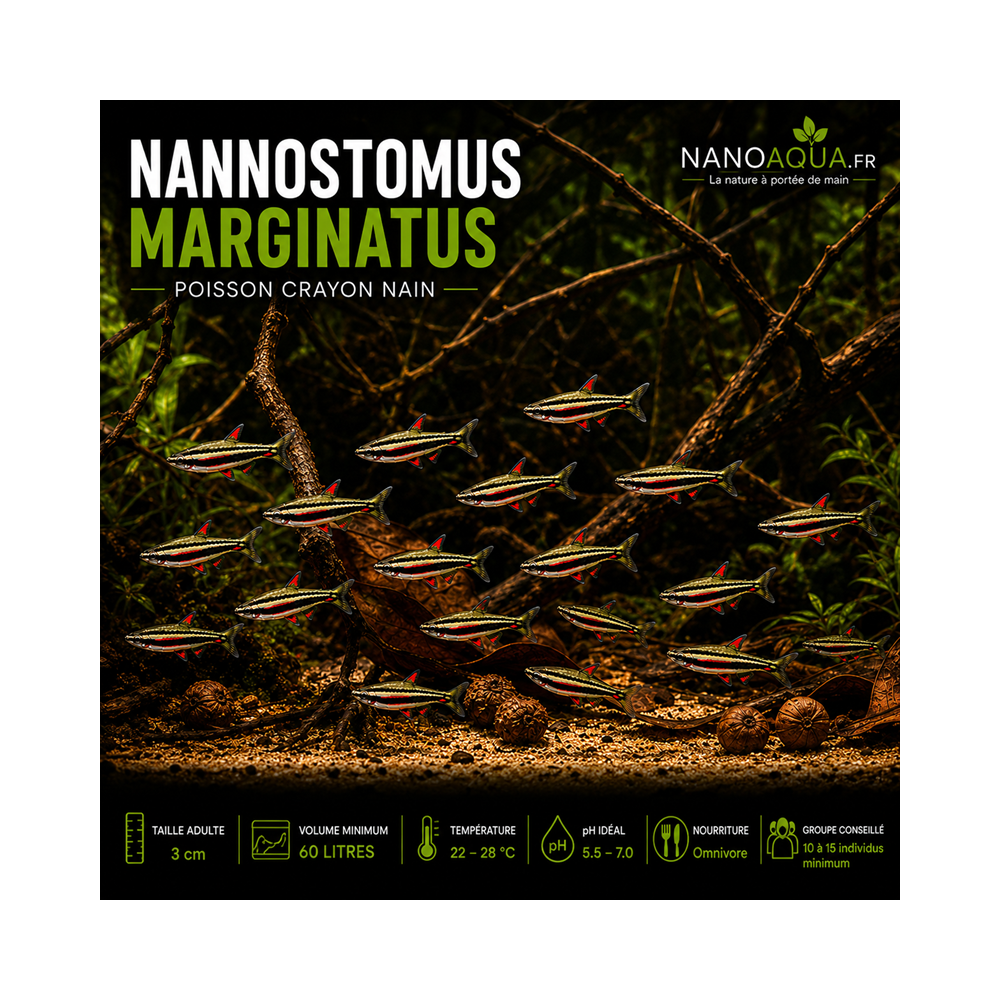 NANNOSTOMUS MARGINATUS / POISSON CRAYON NAIN