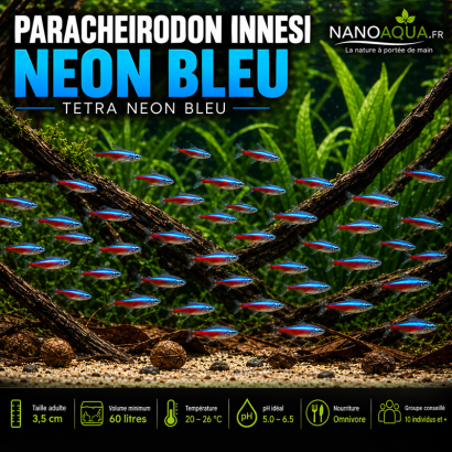 PARACHEIRODON INNESI / NEON BLEU / TETRA NEON BLEU