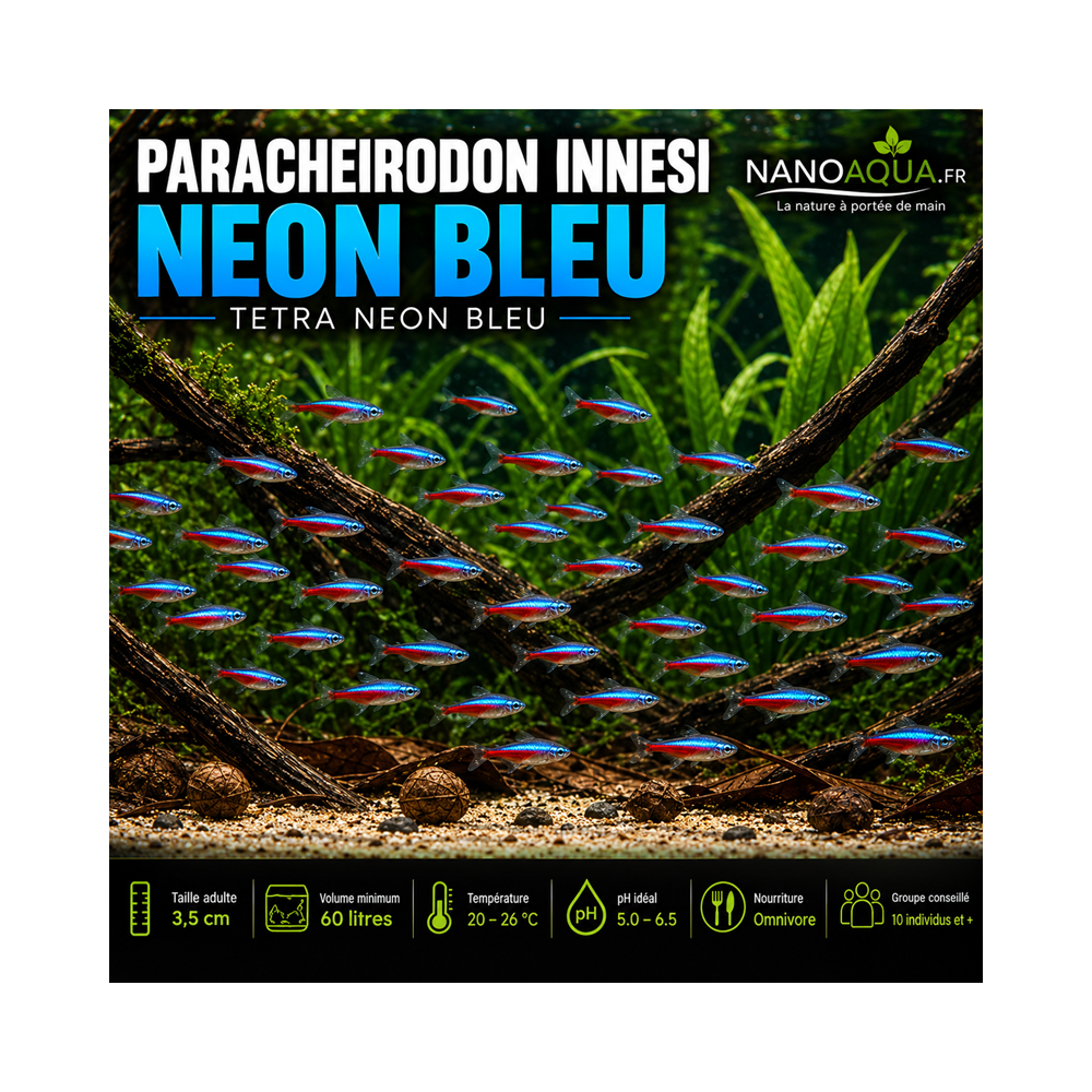 PARACHEIRODON INNESI / NEON BLEU / TETRA NEON BLEU
