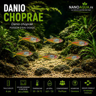 DANIO CHOPRAE MICRO FISH ASIE