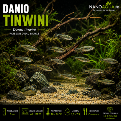 DANIO TINWINI
