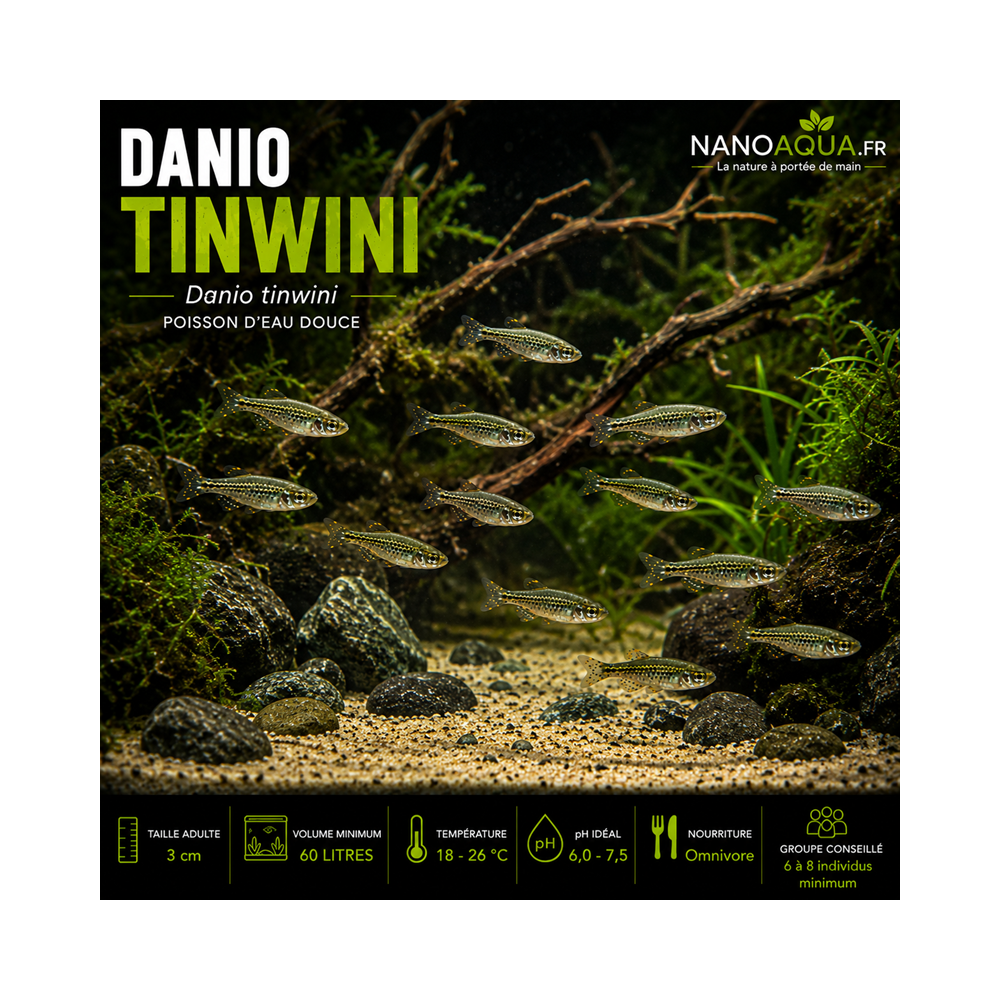 DANIO TINWINI