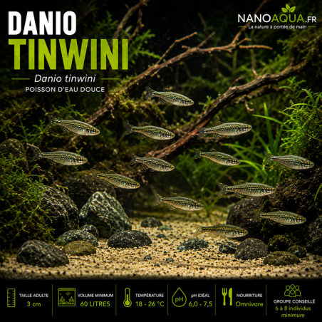DANIO TINWINI / DANIO ANNEAU D'OR