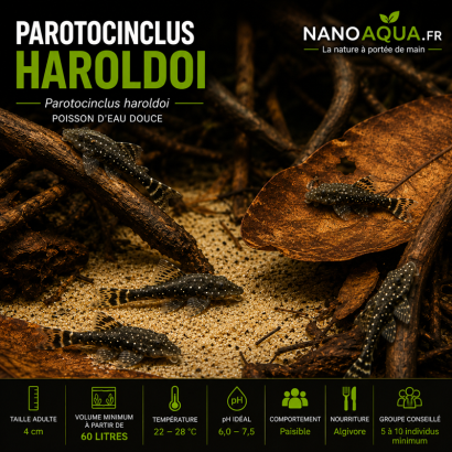 PAROTOCINCLUS HAROLDOI