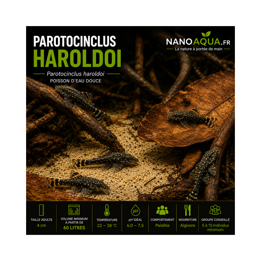 PAROTOCINCLUS HAROLDOI