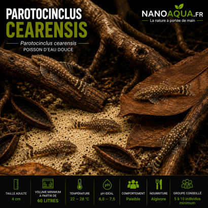 PAROTOCINCLUS CEARENSIS