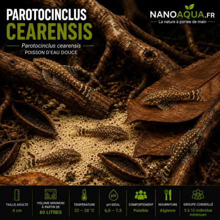 PAROTOCINCLUS CEARENSIS
