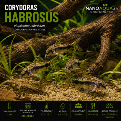 CORYDORAS HABROSUS / HOPLISOMA HABROSUM / CORYDORAS POIVRE ET SEL