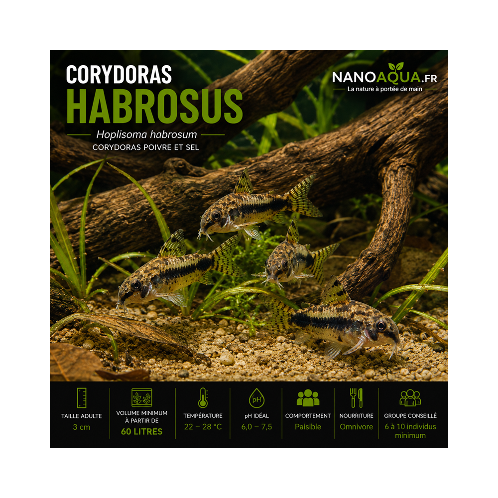 CORYDORAS HABROSUS / HOPLISOMA HABROSUM / CORYDORAS POIVRE ET SEL
