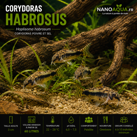 CORYDORAS HABROSUS / HOPLISOMA HABROSUM / CORYDORAS POIVRE ET SEL