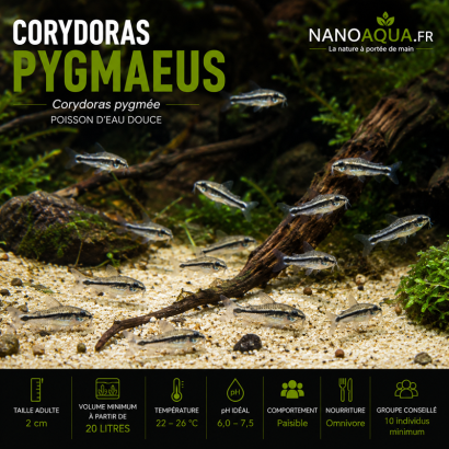 CORYDORAS PYGMAEUS / CORYDORAS PYGMEE