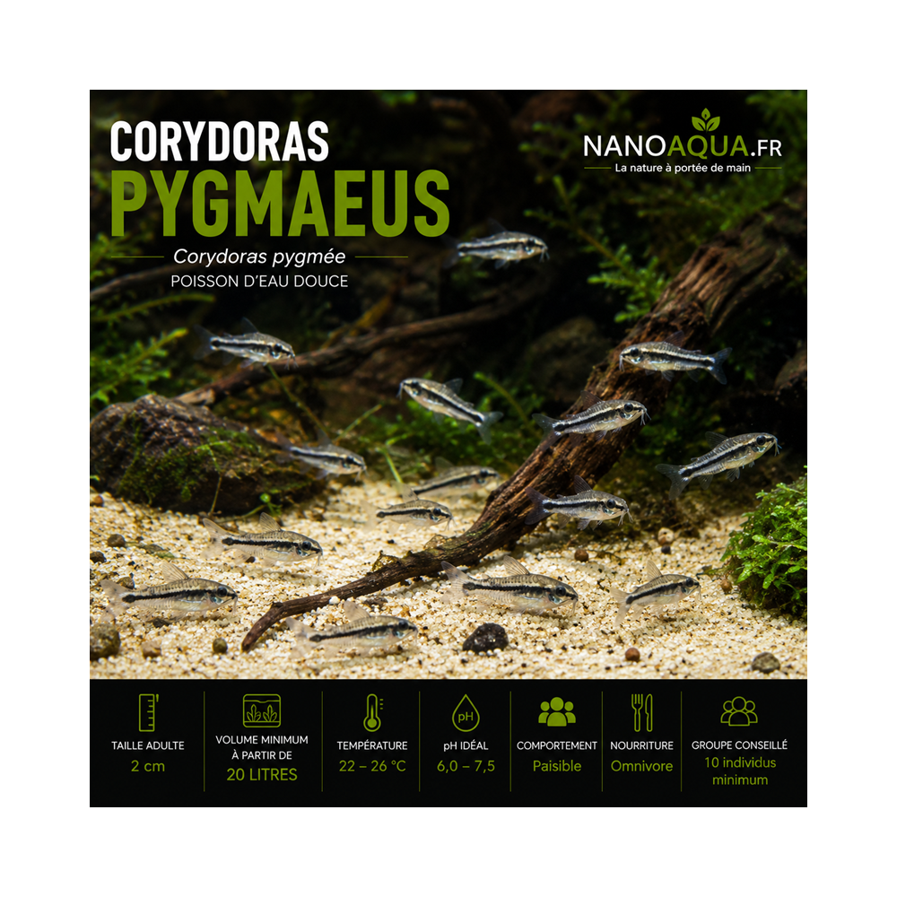 CORYDORAS PYGMAEUS / CORYDORAS PYGMEE