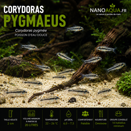 CORYDORAS PYGMAEUS / CORYDORAS PYGMEE
