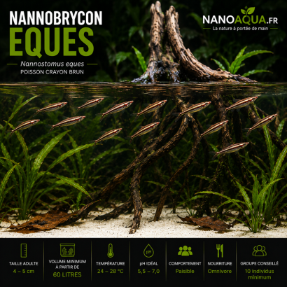 NANNOSTOMUS EQUES / NANNOBRYCON EQUES / POISSON CRAYON BRUN