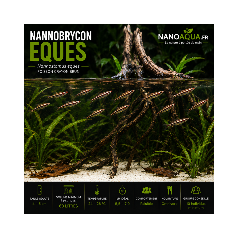 NANNOSTOMUS EQUES / NANNOBRYCON EQUES / POISSON CRAYON BRUN