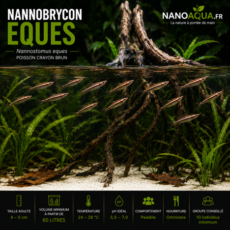 NANNOSTOMUS EQUES / NANNOBRYCON EQUES / POISSON CRAYON BRUN