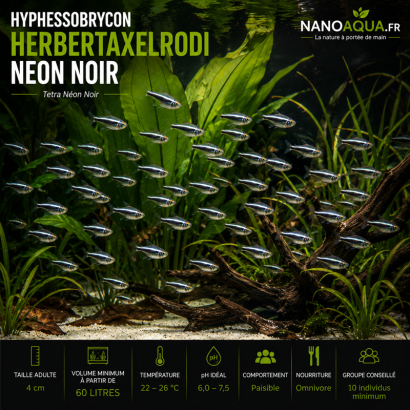 TETRA NEON NOIR / HYPHESSOBRYCON HERBERTAXELRODI