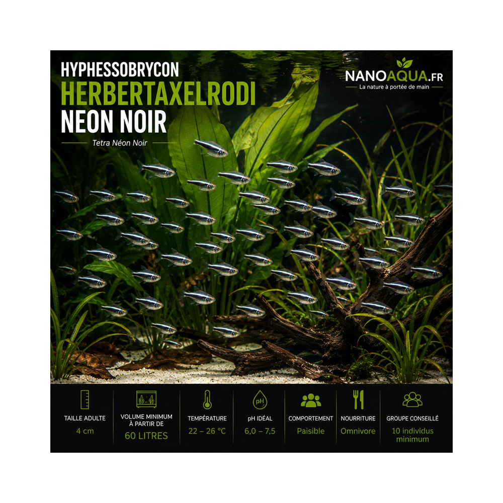 TETRA NEON NOIR / HYPHESSOBRYCON HERBERTAXELRODI