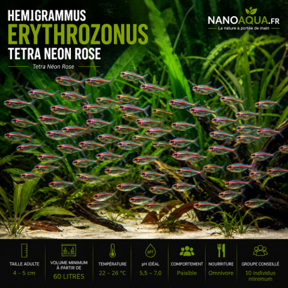 TETRA NEON ROSE / HEMIGRAMMUS ERYTHROZONUS