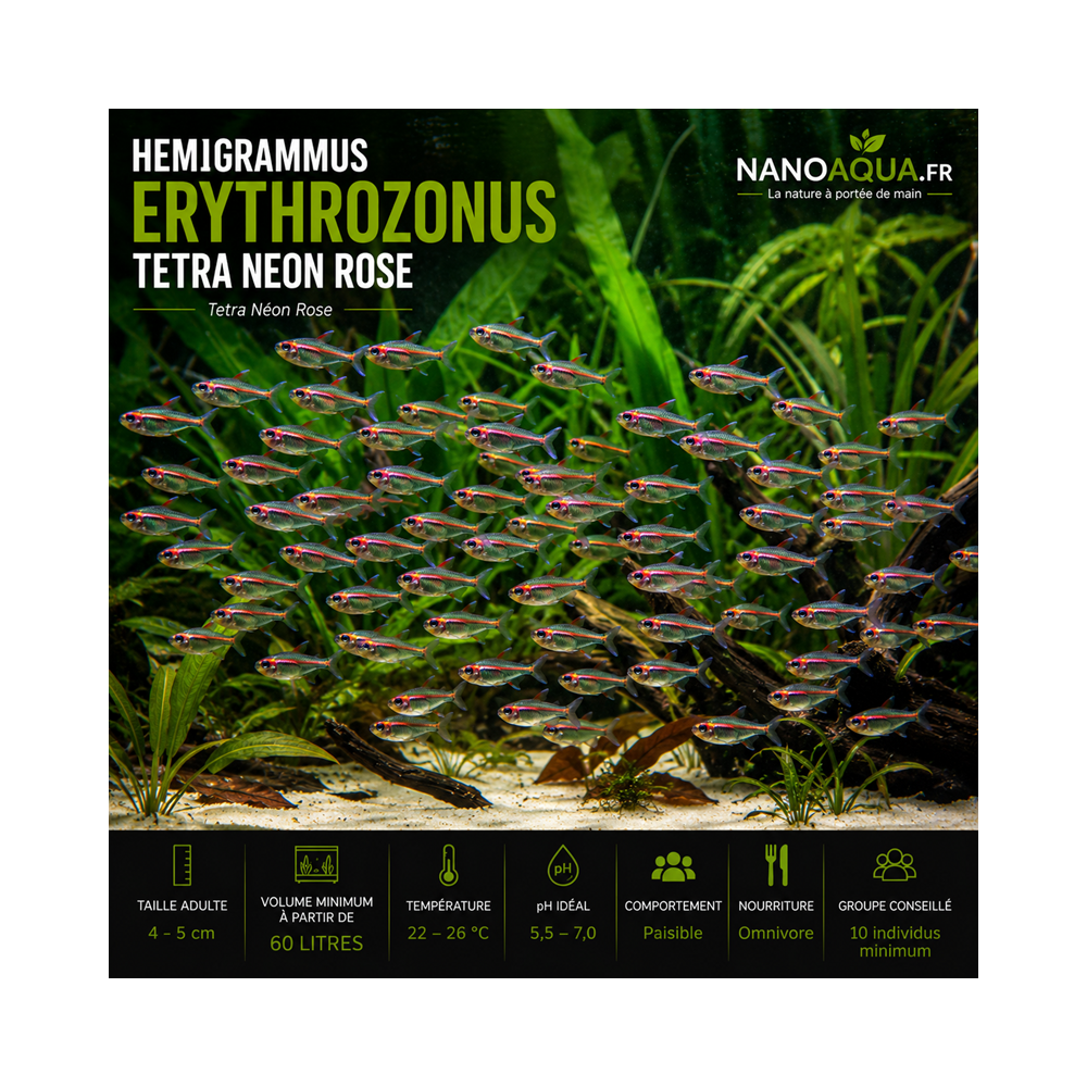 TETRA NEON ROSE / HEMIGRAMMUS ERYTHROZONUS