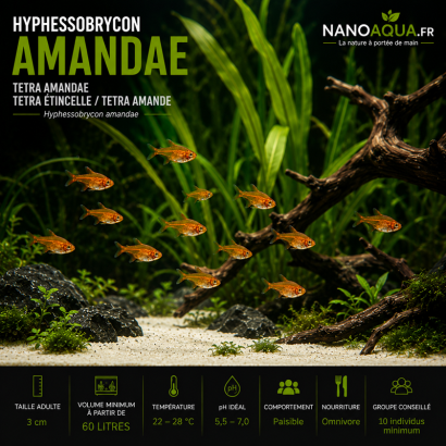 TETRA AMANDE / HYPHESSOBRYCON AMANDAE / TETRA AMANDAE / TETRA ETINCELLE