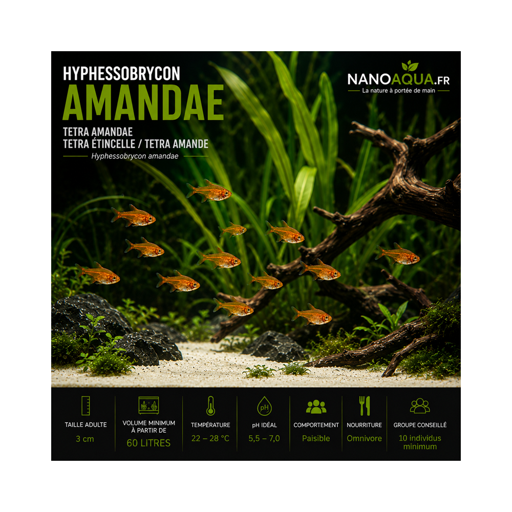 TETRA AMANDE / HYPHESSOBRYCON AMANDAE / TETRA AMANDAE / TETRA ETINCELLE