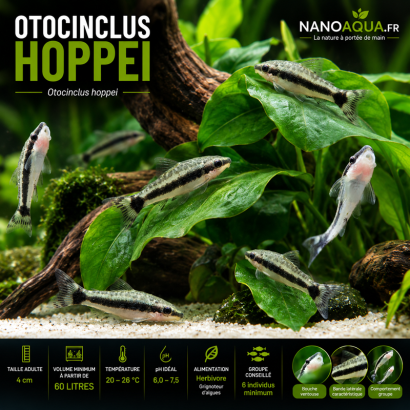 OTOCINCLUS HOPPEI