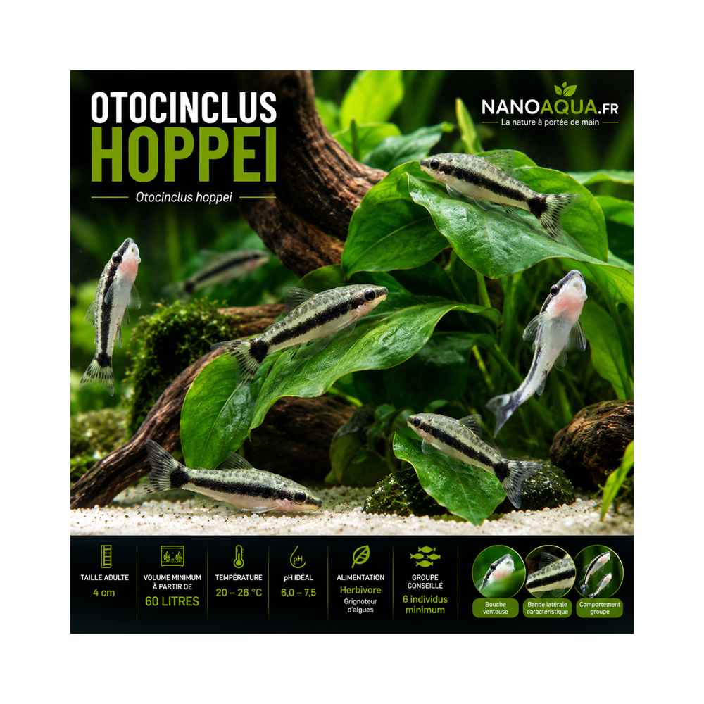 OTOCINCLUS HOPPEI