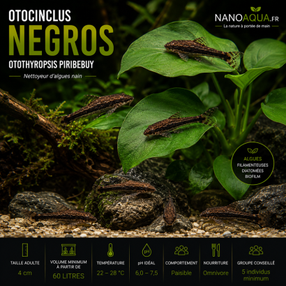 OTOCINCLUS NEGROS / OTOTHYROPSIS PIRIBEBUY