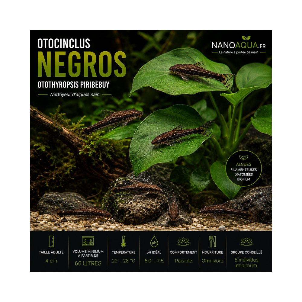 OTOCINCLUS NEGROS / OTOTHYROPSIS PIRIBEBUY