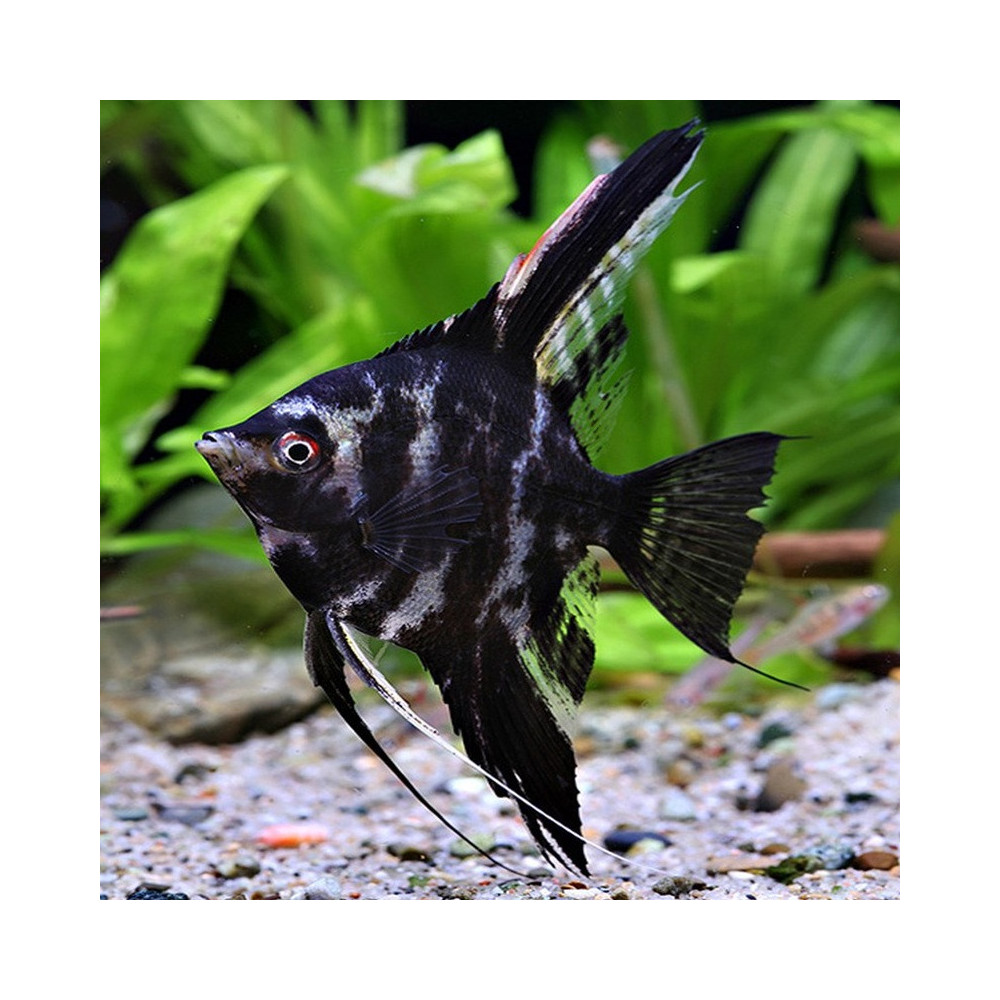 PTEROPHYLLUM SCALARE MARBRE