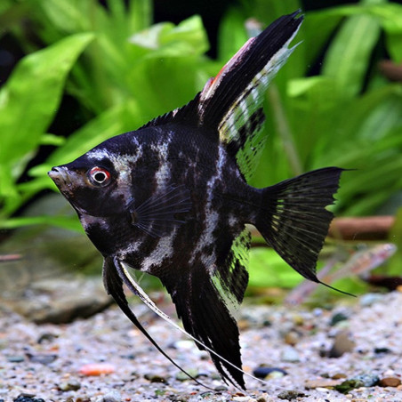 PTEROPHYLLUM SCALARE MARBRE