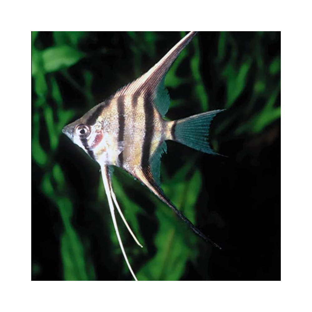 PTEROPHYLLUM SCALARE ALTUM PEROU / FAUX ALTUM
