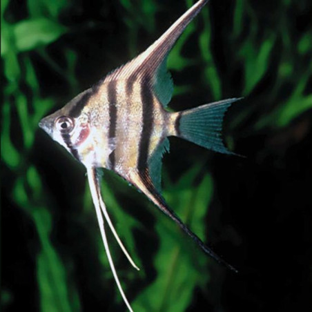 PTEROPHYLLUM SCALARE ALTUM PEROU / FAUX ALTUM
