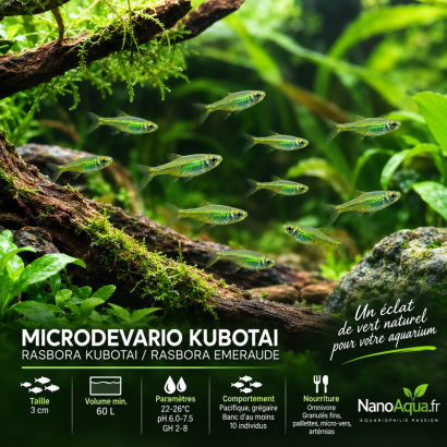 RASBORA KUBOTAI / MICRODEVARIO KUBOTAI / RASBORA EMERAUDE