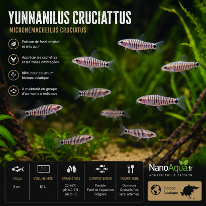 YUNNANILUS CRUCIATUS / MICRONEMACHEILUS CRUCIATUS / LOCHE ZEBRE NAIN