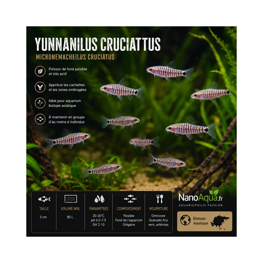 YUNNANILUS CRUCIATUS / MICRONEMACHEILUS CRUCIATUS / LOCHE ZEBRE NAIN