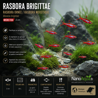 RASBORA BRIGITTAE / RASBORA ORNE / RASBORA MOUSTIQUE / BORARAS BRIGITTAE