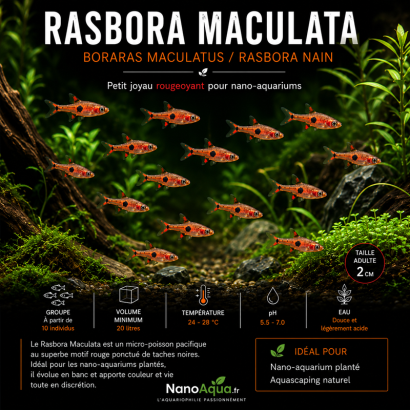 RASBORA MACULATA / BORARAS MACULATUS / RASBORA NAIN