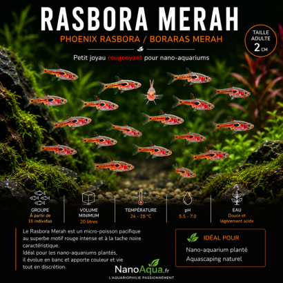RASBORA MERAH / PHOENIX RASBORA / BORARAS MERAH