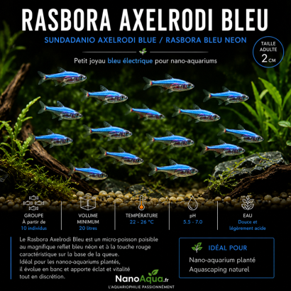 RASBORA AXELRODI BLEU / SUNDADANIO AXELRODI BLUE / RASBORA BLEU NEON