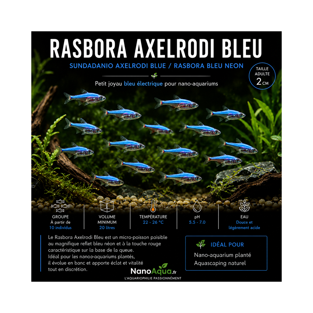 RASBORA AXELRODI BLEU / SUNDADANIO AXELRODI BLUE / RASBORA BLEU NEON