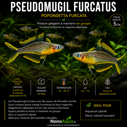 PSEUDOMUGIL FURCATUS / POPONDETTA FURCATA