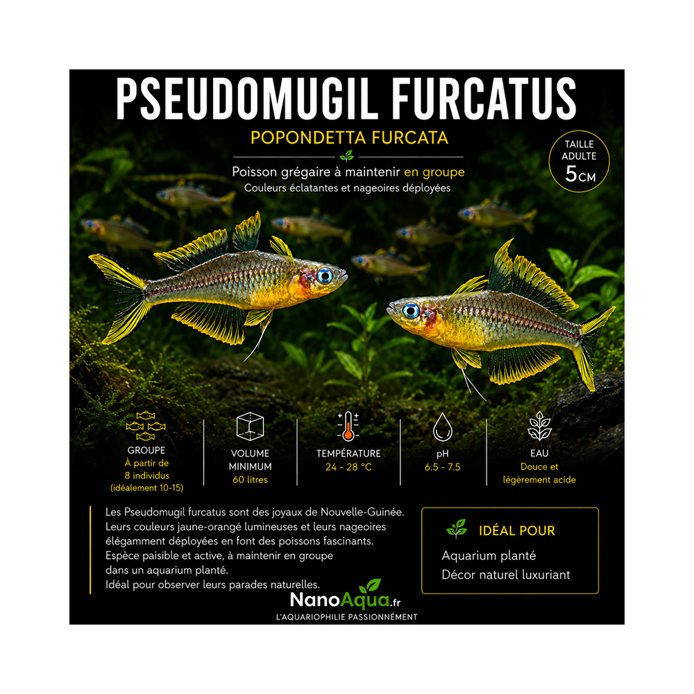 PSEUDOMUGIL FURCATUS / POPONDETTA FURCATA