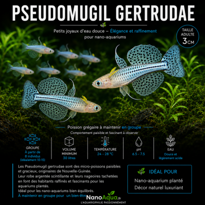 PSEUDOMUGIL GERTRUDAE