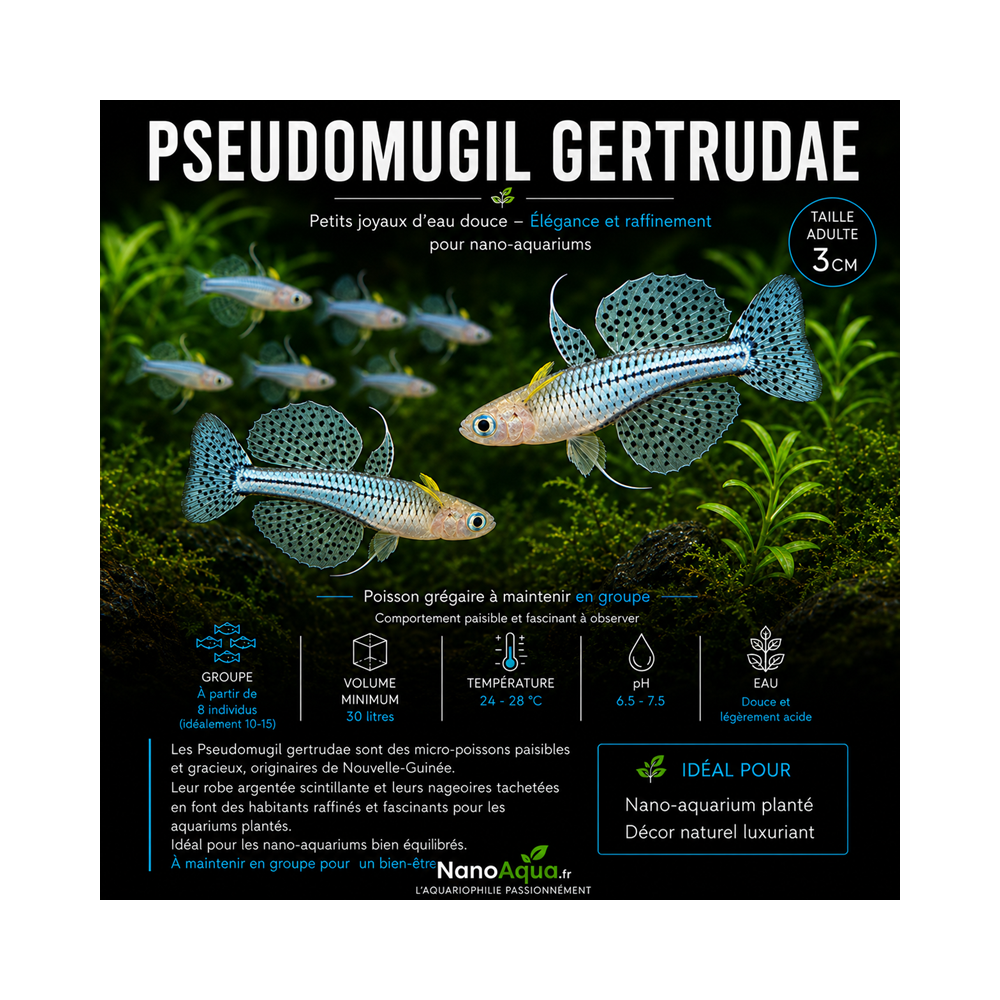 PSEUDOMUGIL GERTRUDAE